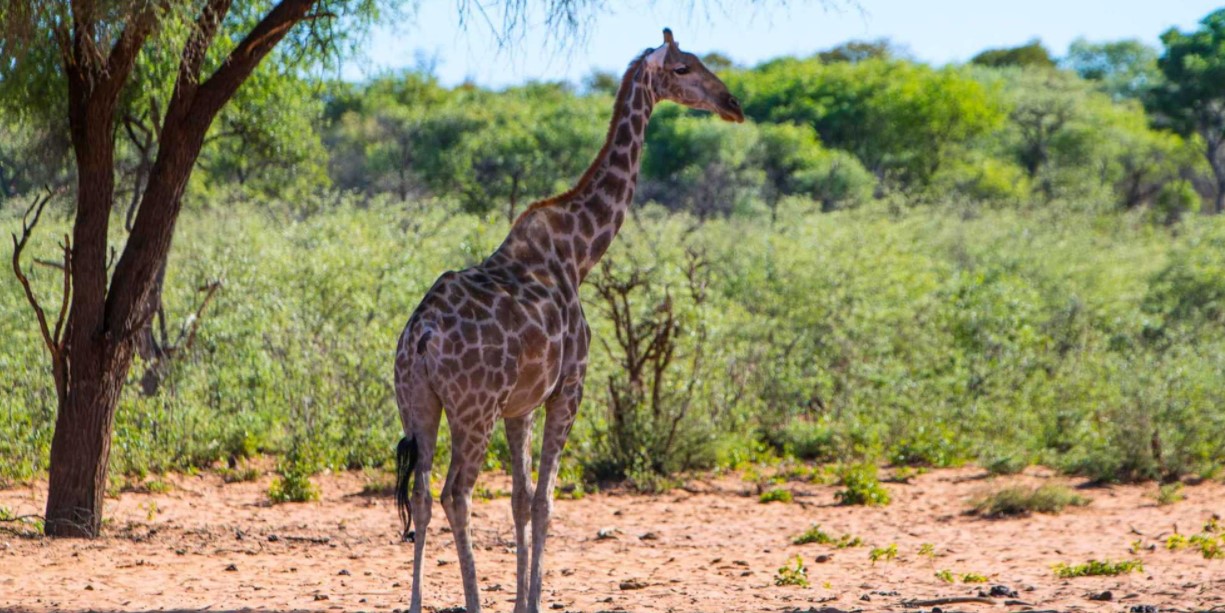 Waterberg Valley Lodge thumbnail 4